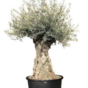 Olivenbaum