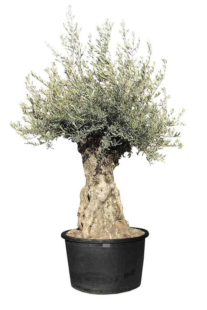 Olivenbaum